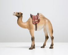Last inn bildet i Galleri-visningsprogrammet, Kamel
