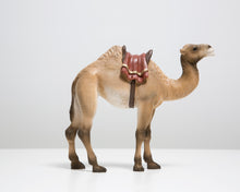 Last inn bildet i Galleri-visningsprogrammet, Kamel
